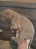 Belladonna, a female Great Dane for sale in Conway, AR – 5 of 5