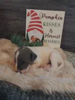 Ivy, a female Great Dane for sale in Conway, AR – 4 of 6