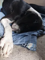 Lilly, a female Great Dane for sale in Conway, AR – 5 of 10
