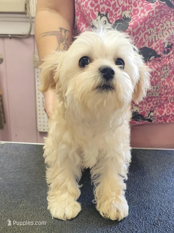 Muffy – Miniature Schnauzer, Yorkshire Terrier puppy for sale in Quitman, GA