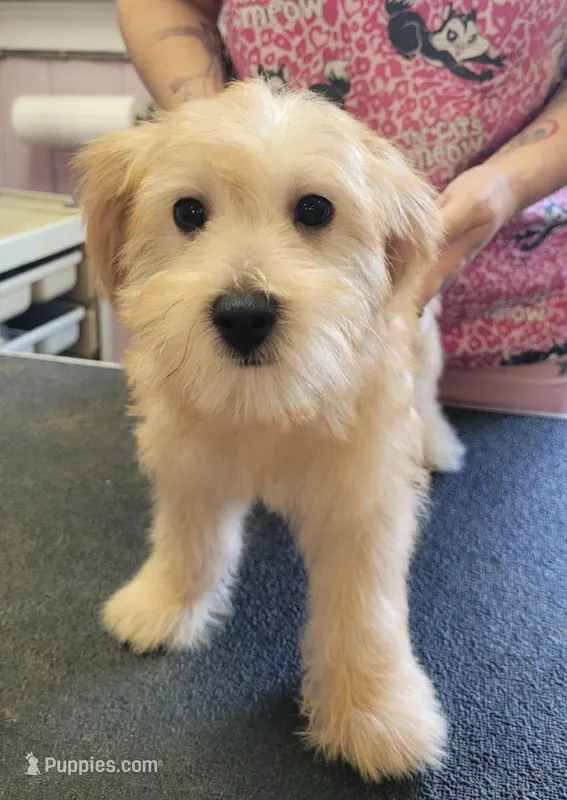 Teddy – Miniature Schnauzer, Yorkshire Terrier puppy for sale in Quitman, GA