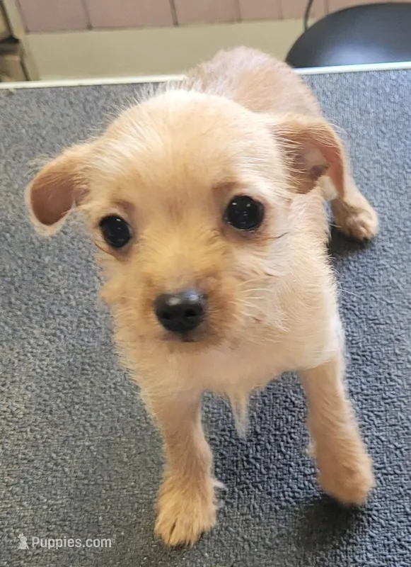 Buffy – Yorkshire Terrier puppy for sale in Quitman, GA