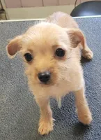 Buffy, a female Yorkshire Terrier for sale in Quitman, GA – 1 of 1