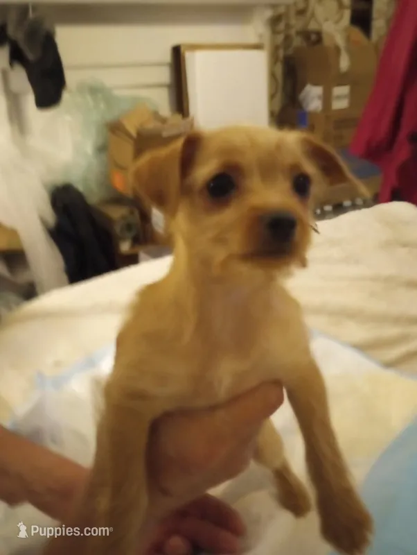 Buffy – Yorkshire Terrier puppy for sale in Quitman, GA