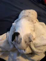 Merle girl, a female Cardigan Welsh Corgi for sale in Greeley, CO – Photo 2 of 3