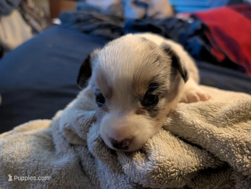 Merle girl, a female Cardigan Welsh Corgi for sale in Greeley, CO – Photo 1 of 3