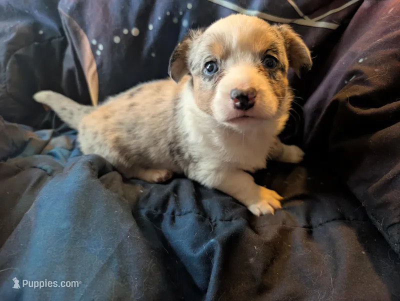Merle girl – Cardigan Welsh Corgi puppy for sale in Greeley, CO