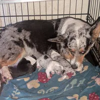 Beau, a male Cardigan Welsh Corgi for sale in Greeley, CO – Photo 5 of 5
