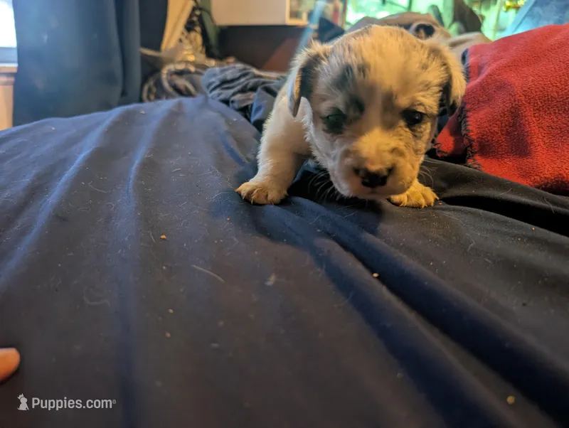 Blue boy, a male Cardigan Welsh Corgi for sale in Greeley, CO – Photo 1 of 3