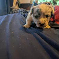 Beau, a male Cardigan Welsh Corgi for sale in Greeley, CO – Photo 3 of 5