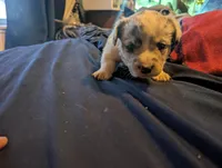 Blue boy, a male Cardigan Welsh Corgi for sale in Greeley, CO – Photo 1 of 3