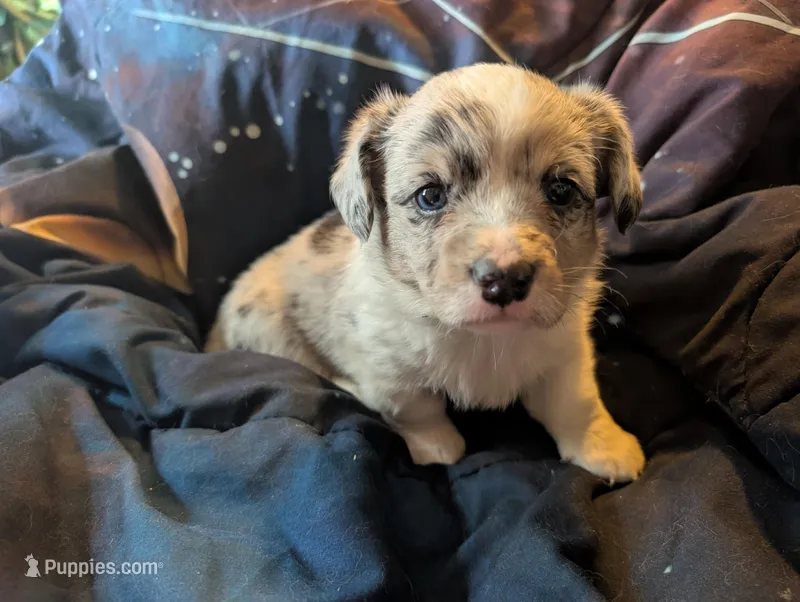 Blue boy – Cardigan Welsh Corgi puppy for sale in Greeley, CO