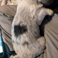 Beau, a male Cardigan Welsh Corgi for sale in Greeley, CO – Photo 4 of 5