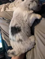 Blue boy, a male Cardigan Welsh Corgi for sale in Greeley, CO – Photo 2 of 3