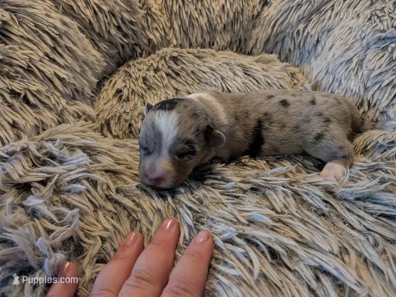 Blue merle boy  – Cardigan Welsh Corgi puppy for sale in Greeley, CO