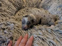 Blue merle boy , a male Cardigan Welsh Corgi for sale in Greeley, CO – 1 of 1