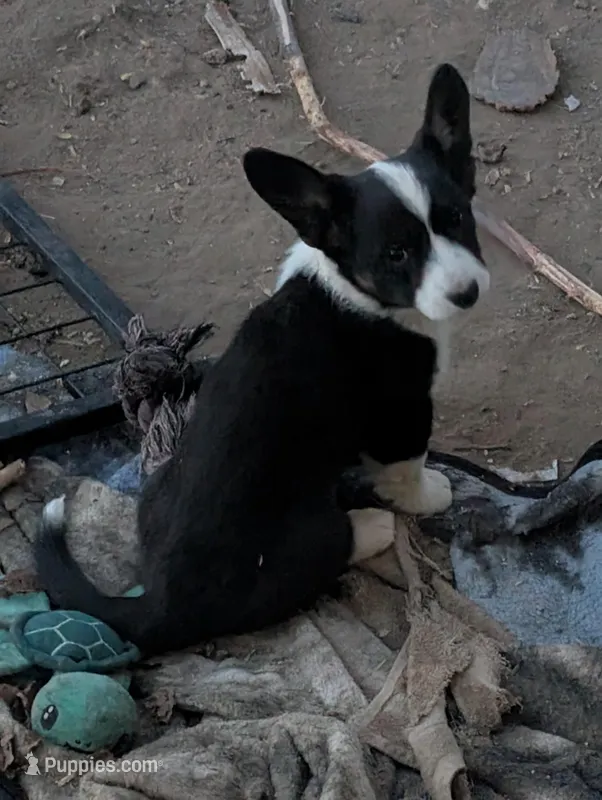 Jazzy, a female Cardigan Welsh Corgi for sale in Greeley, CO – Photo 1 of 2