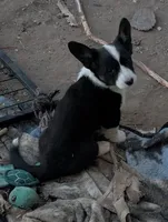 Jazzy, a female Cardigan Welsh Corgi for sale in Greeley, CO – Photo 1 of 2