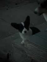 Jazzy, a female Cardigan Welsh Corgi for sale in Greeley, CO – Photo 2 of 2