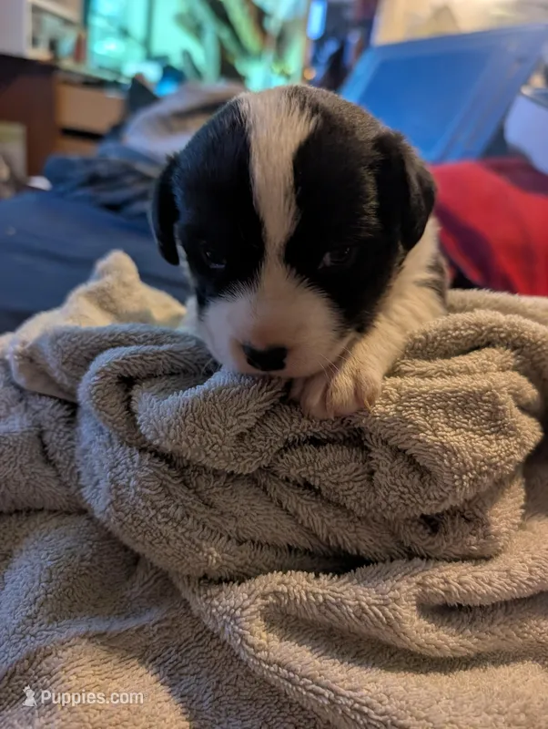 Black and white girl, a female Cardigan Welsh Corgi for sale in Greeley, CO – Photo 1 of 3