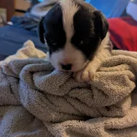 Jazzy, a female Cardigan Welsh Corgi for sale in Greeley, CO – Photo 3 of 6