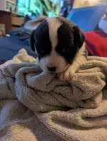 Black and white girl, a female Cardigan Welsh Corgi for sale in Greeley, CO – Photo 1 of 3