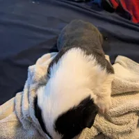 Jazzy, a female Cardigan Welsh Corgi for sale in Greeley, CO – Photo 4 of 6