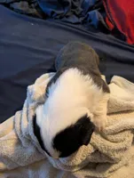 Black and white girl, a female Cardigan Welsh Corgi for sale in Greeley, CO – Photo 2 of 3