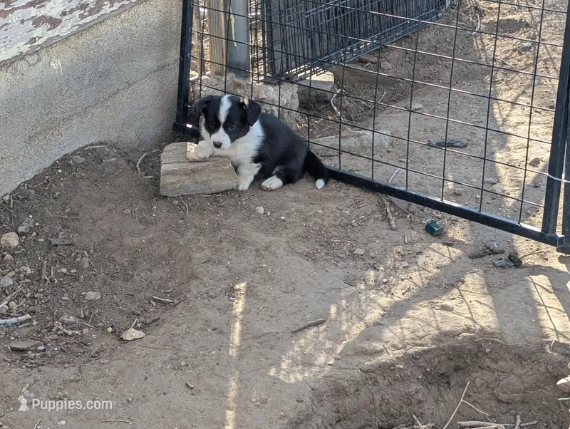 Jazzy – Cardigan Welsh Corgi puppy for sale in Greeley, CO