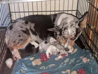 Black and white girl, a female Cardigan Welsh Corgi for sale in Greeley, CO – Photo 3 of 3