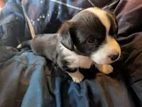 Jazzy, a female Cardigan Welsh Corgi for sale in Greeley, CO – Photo 2 of 6