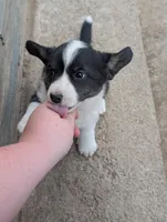 Jazzy, a female Cardigan Welsh Corgi for sale in Greeley, CO – Photo 6 of 6