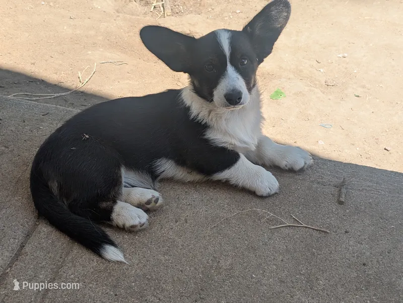 Jazzy – Cardigan Welsh Corgi puppy for sale in Greeley, CO