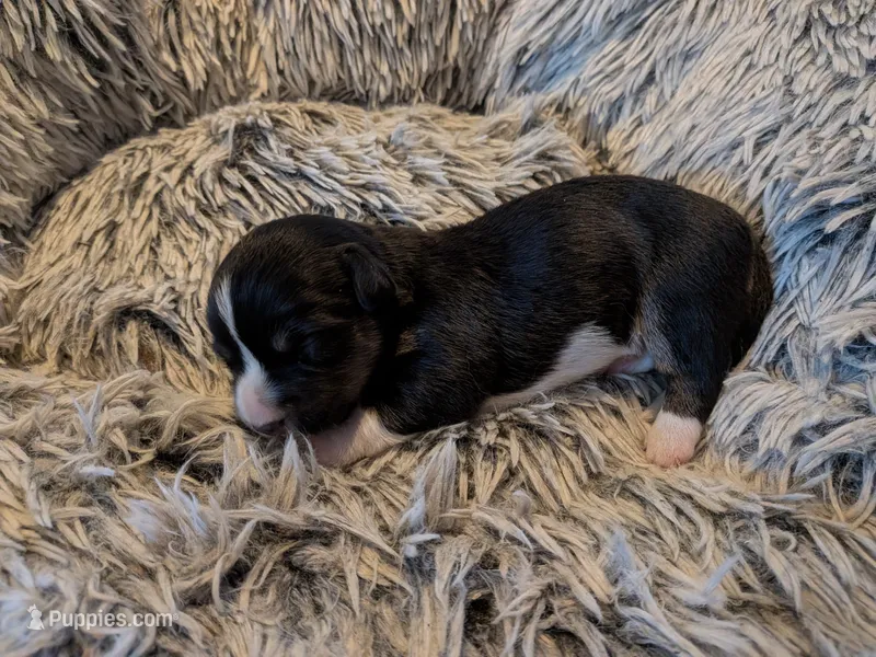 Black tri girl, a female Cardigan Welsh Corgi for sale in Greeley, CO – 1 of 1
