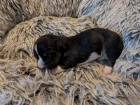 Black tri girl, a female Cardigan Welsh Corgi for sale in Greeley, CO – 1 of 1