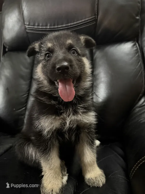Rocket  – German Shepherd Dog, Siberian Husky puppy for sale in Odessa, TX