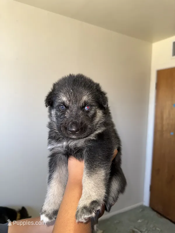Rocket  – German Shepherd Dog, Siberian Husky puppy for sale in Odessa, TX