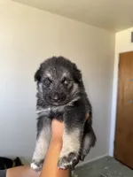 Rocket , a female German Shepherd Dog and Siberian Husky for sale in Odessa, TX – 1 of 2