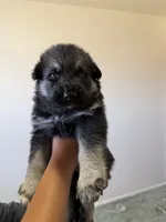Rocket , a female German Shepherd Dog and Siberian Husky for sale in Odessa, TX – 2 of 2