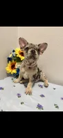 French Bulldog Merle, a female French Bulldog for sale in Valrico, FL – 2 of 3