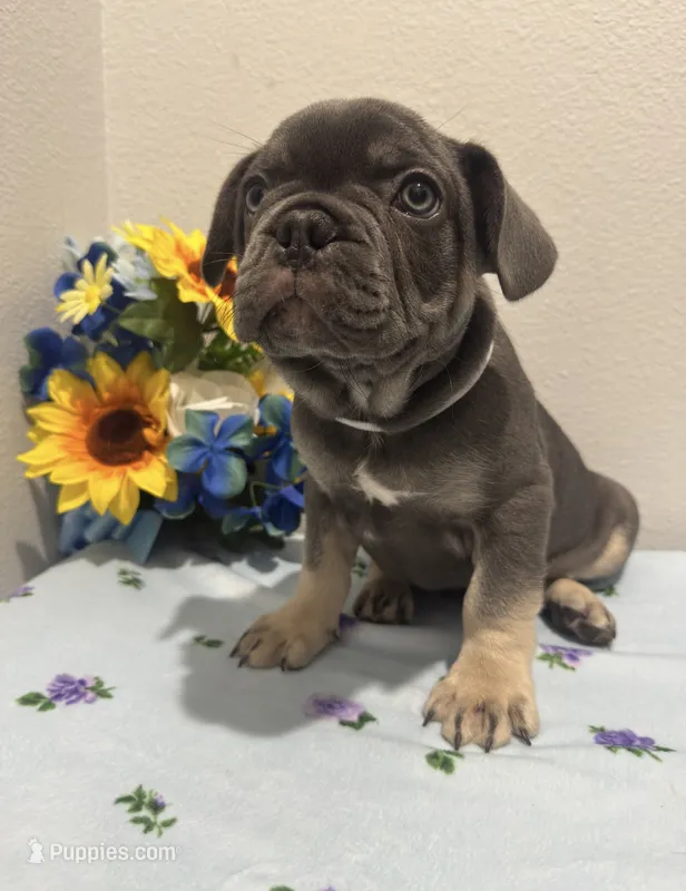 French bulldog – French Bulldog puppy for sale in Valrico, FL