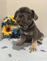 French bulldog, a male French Bulldog for sale in Valrico, FL – 1 of 2