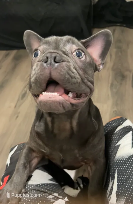 French bulldog – French Bulldog puppy for sale in Valrico, FL