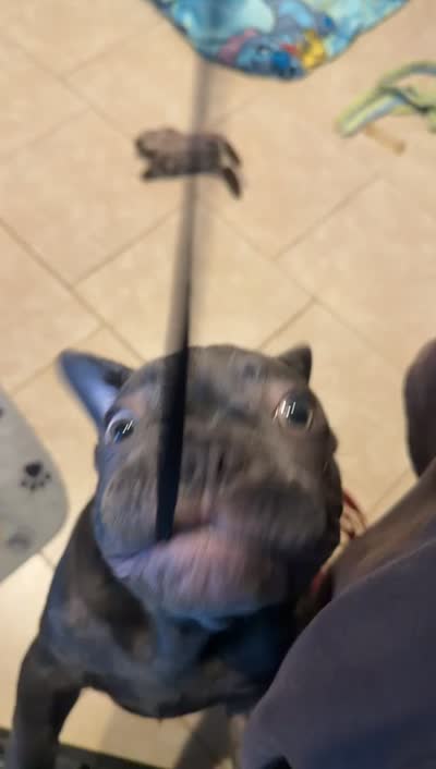 French bulldog, a male French Bulldog for sale in Valrico, FL – 4 of 4