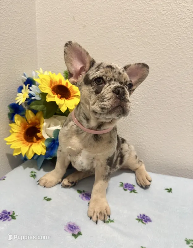 French Bulldog Merle – French Bulldog puppy for sale in Valrico, FL