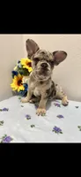 French Bulldog Merle, a female French Bulldog for sale in Valrico, FL – 3 of 3