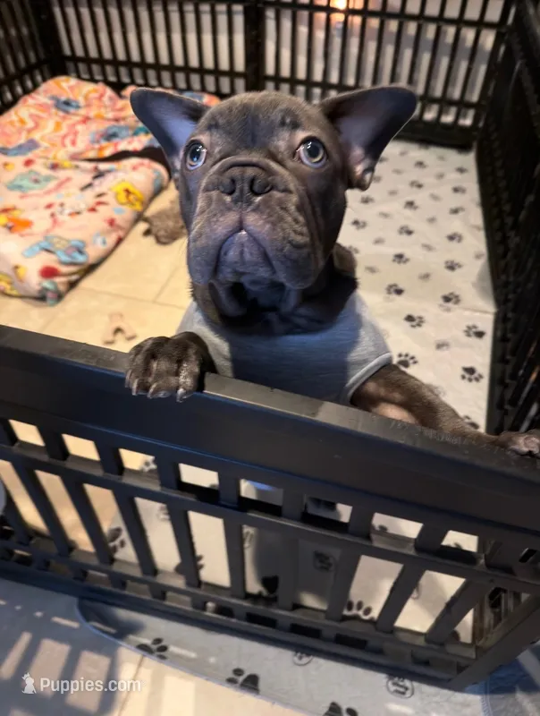 French bulldog – French Bulldog puppy for sale in Valrico, FL