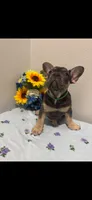 French Bulldog, a male French Bulldog for sale in Valrico, FL – 3 of 3