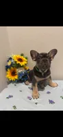 French Bulldog, a male French Bulldog for sale in Valrico, FL – 2 of 3