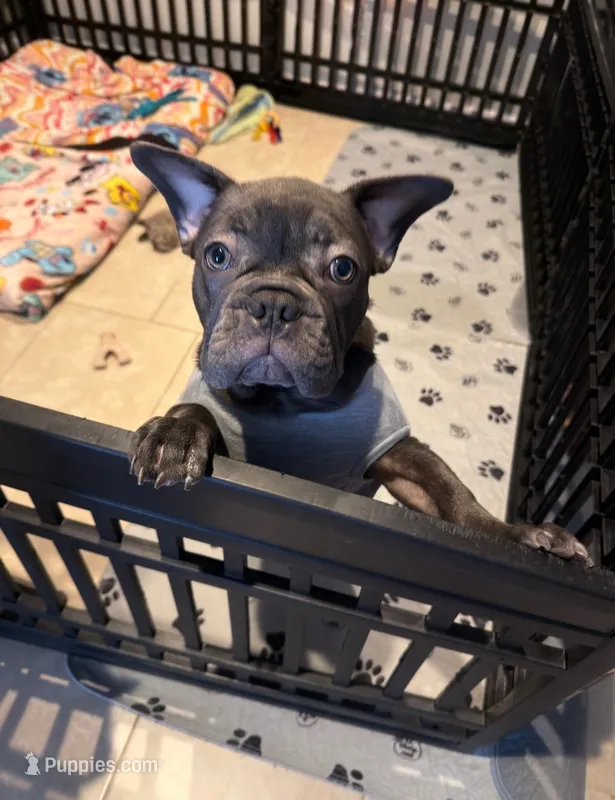 French bulldog – French Bulldog puppy for sale in Valrico, FL